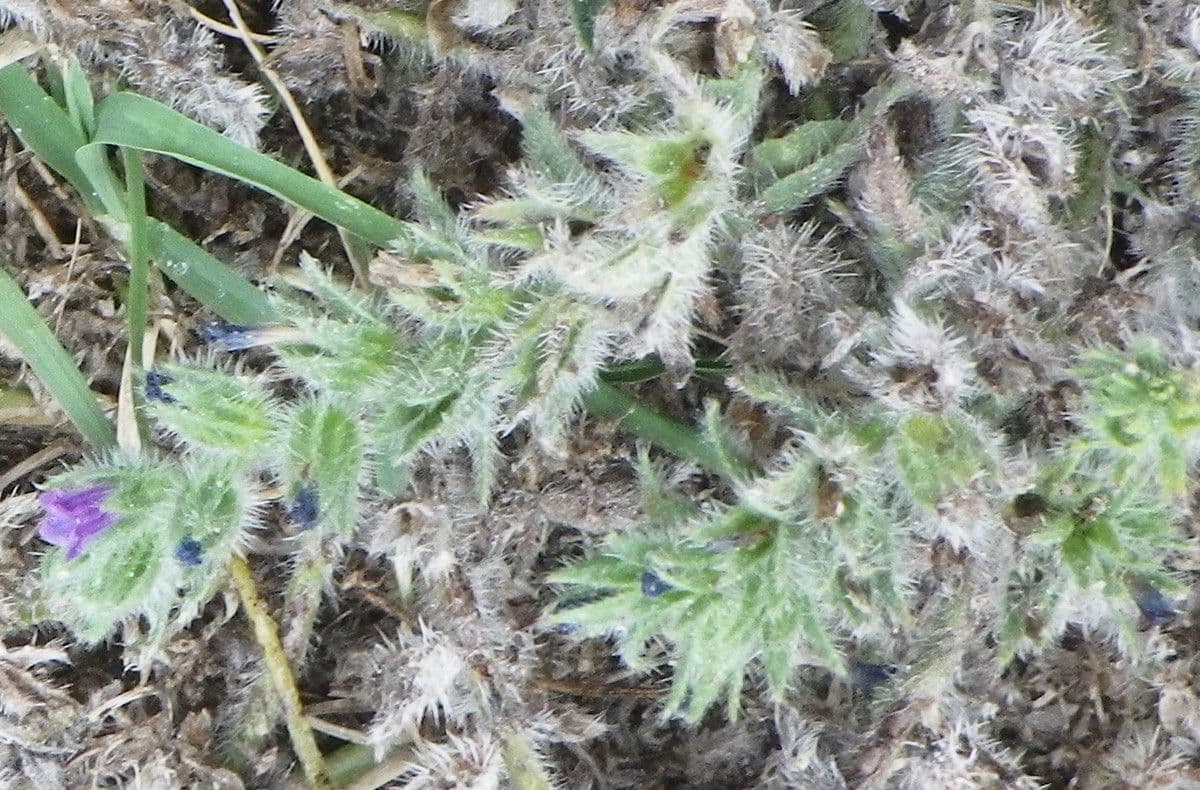 Strand-Natternkopf 10