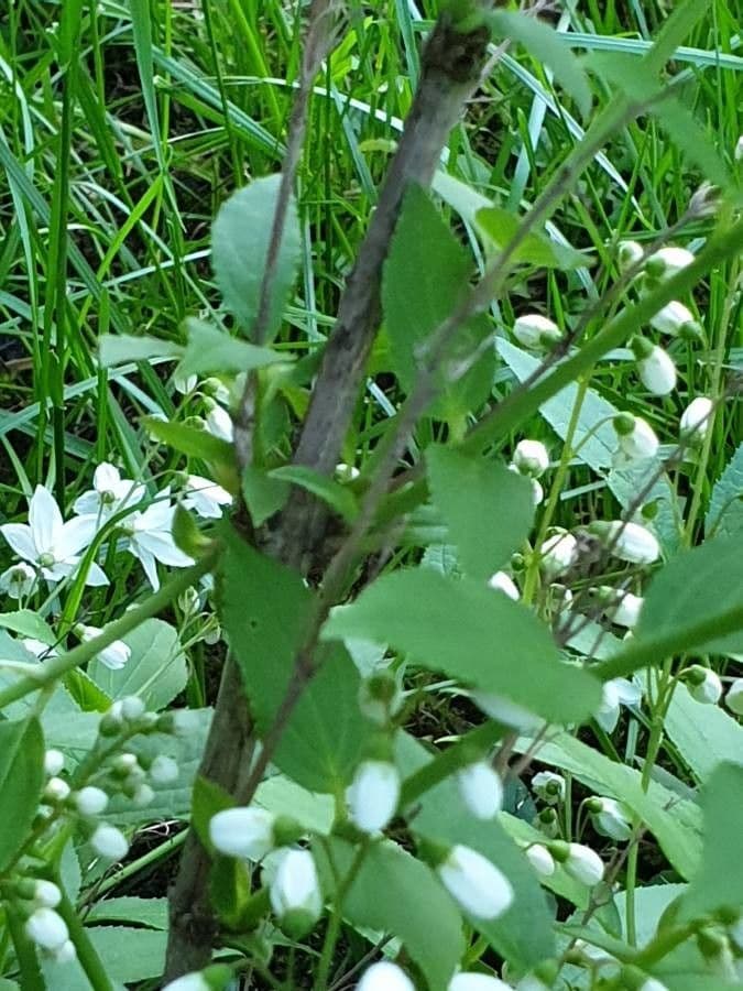 Deutzia gracilis 23
