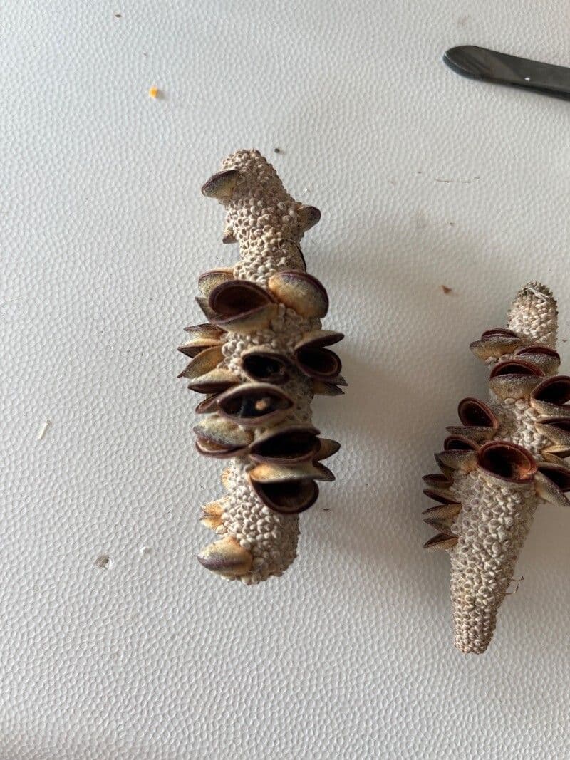 Banksia integrifolia