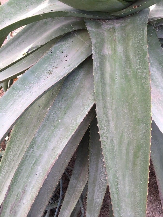 Aloe 6