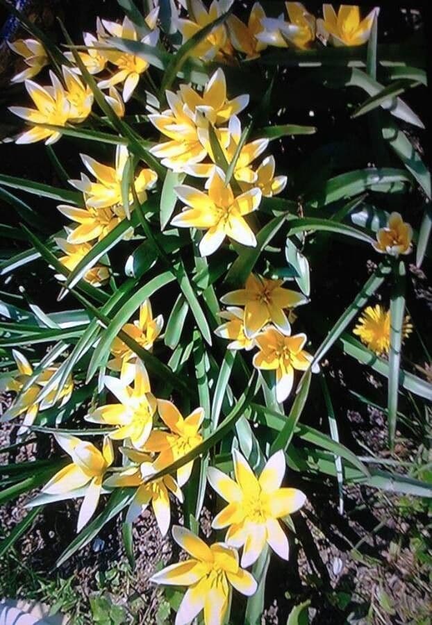Tulipano selvatico 15