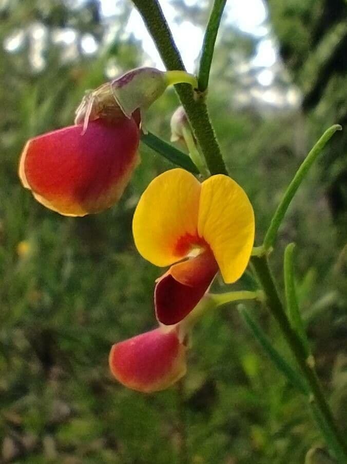 Bossiaea 5