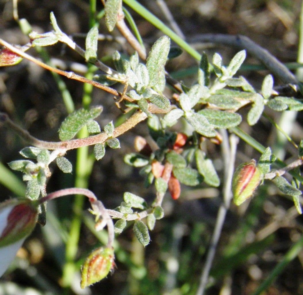 Helianthemum almeriense 6