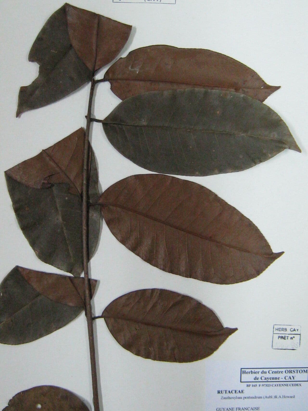 Zanthoxylum