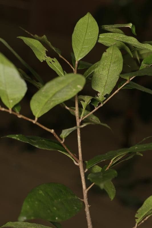 Tapura 6