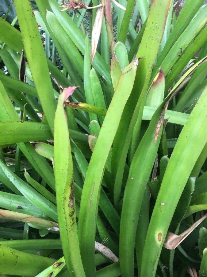 Guzmania 18
