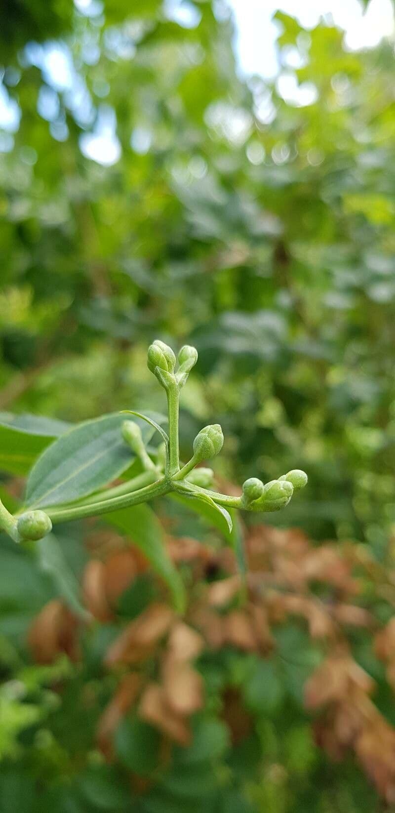 Fiore dei sette figli 29