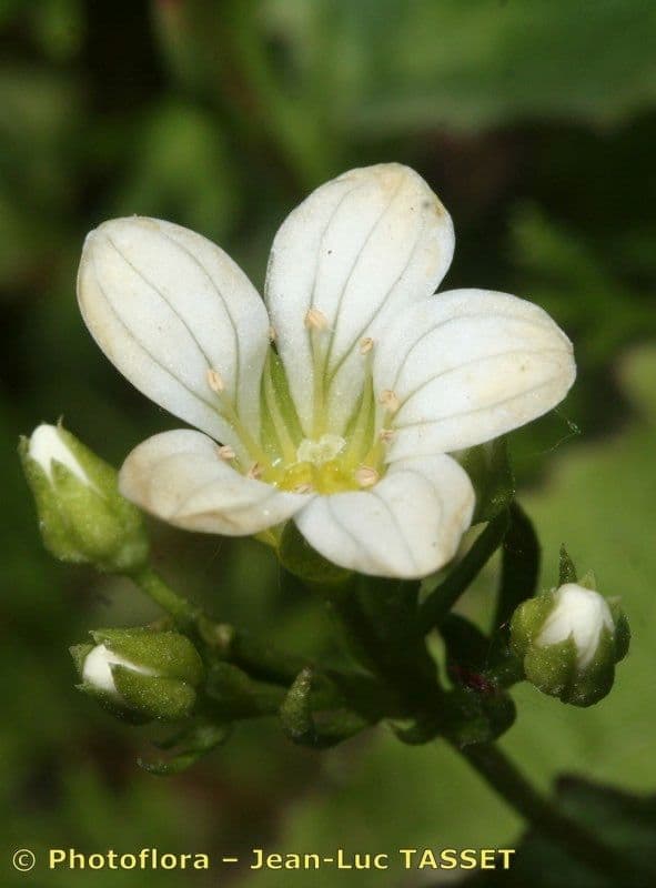 Saxifrage 3