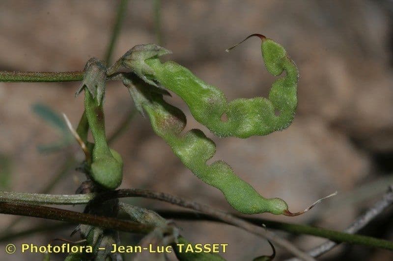 Hippocrepis 2