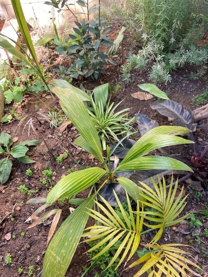 Pritchardia 3