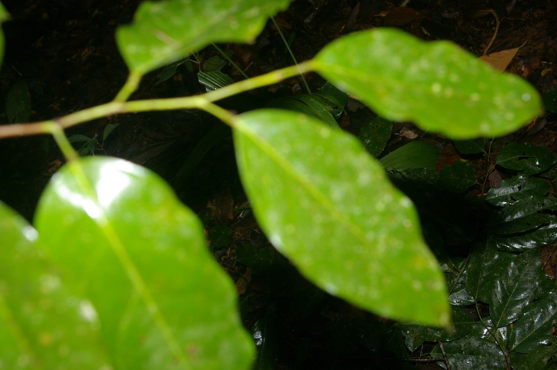 Ruptiliocarpon 2