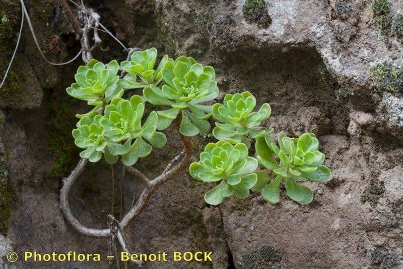 Aeonium 16