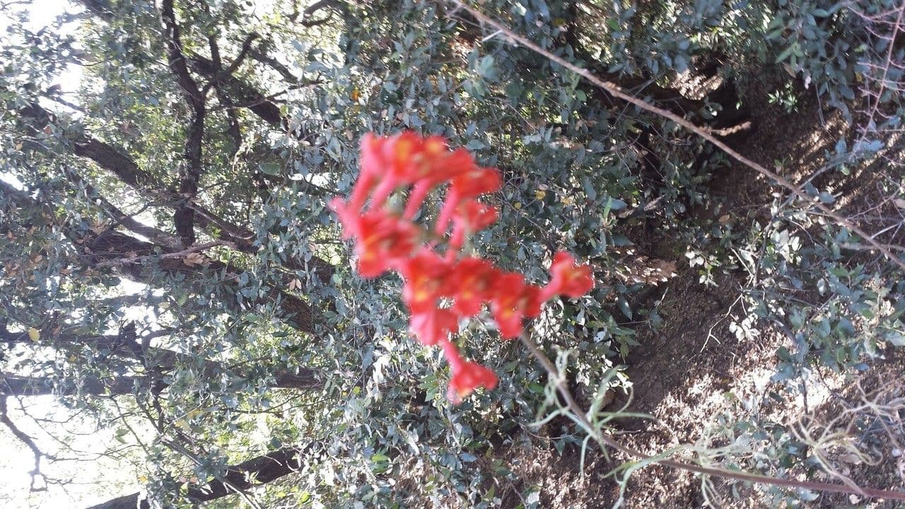 Delphinium cardinale 11