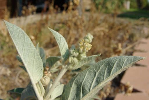 Croton capitatus 12