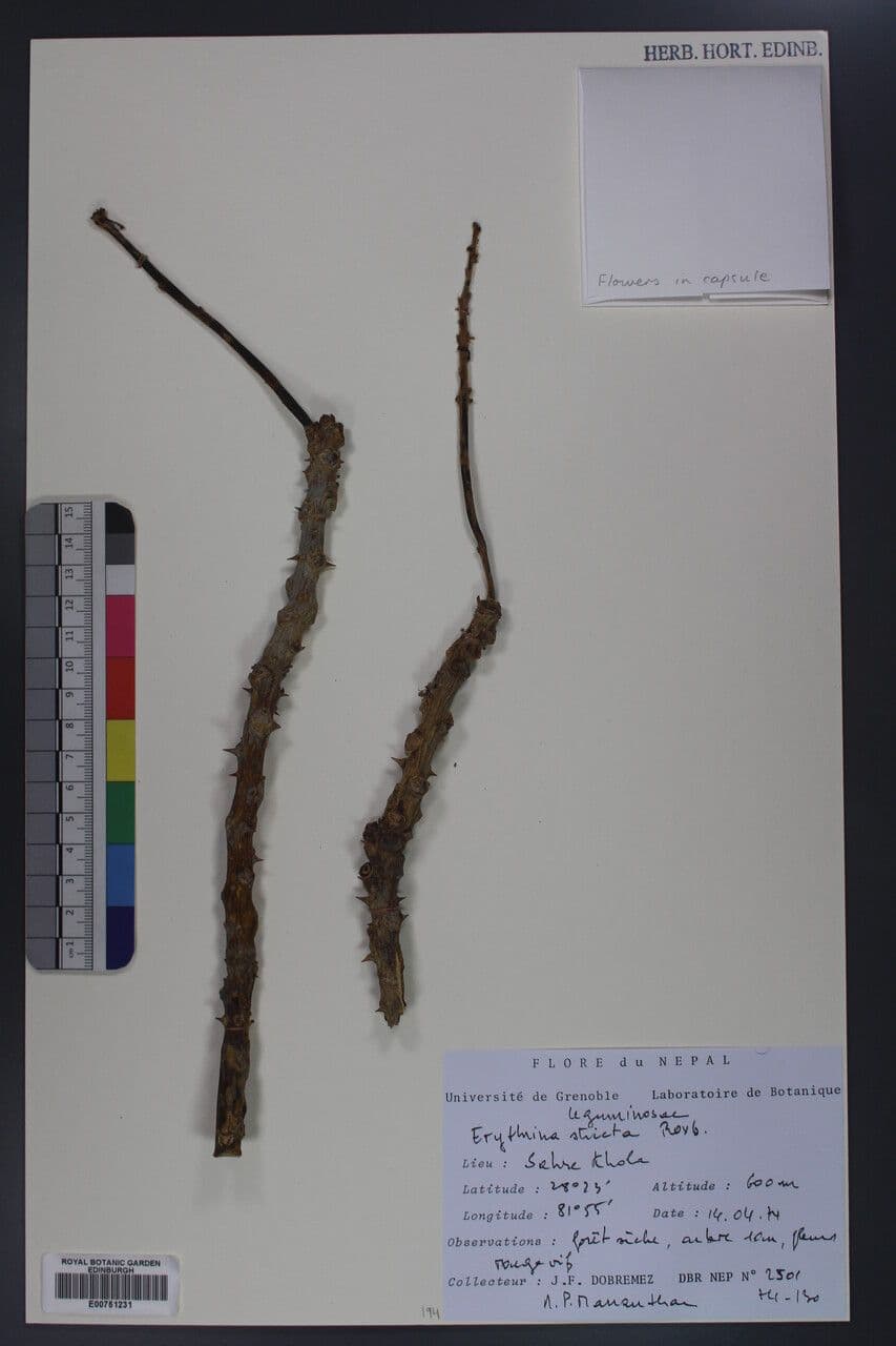 Korallenbaum 12