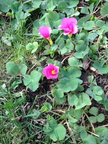 Oxalis pourpre 11