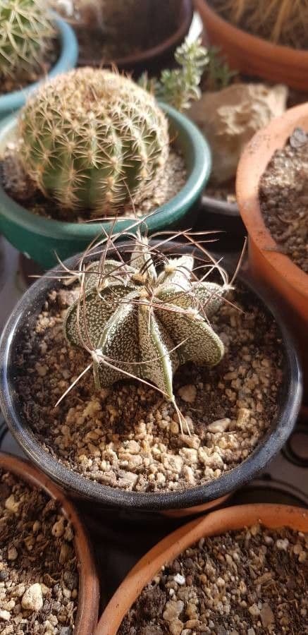 Cactus testa di capra 11