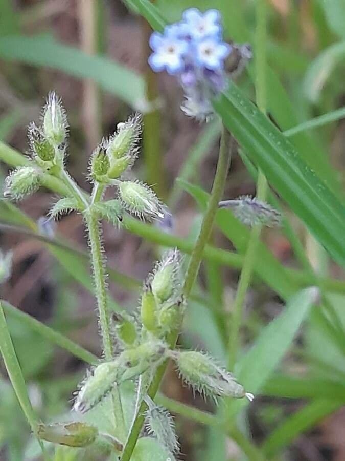 Miosotide ramosissima 29