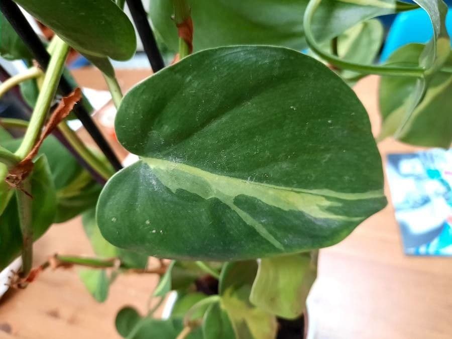 Philodendron cordiforme 11