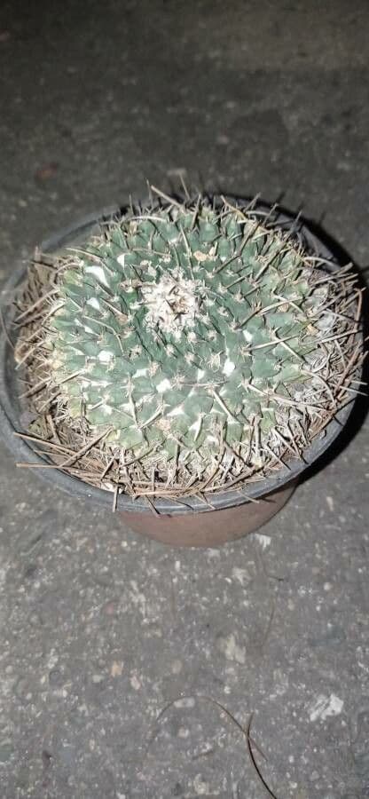 Mammillaria uncinata 7