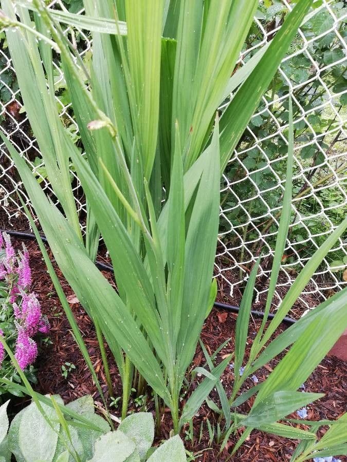Montbretia 16