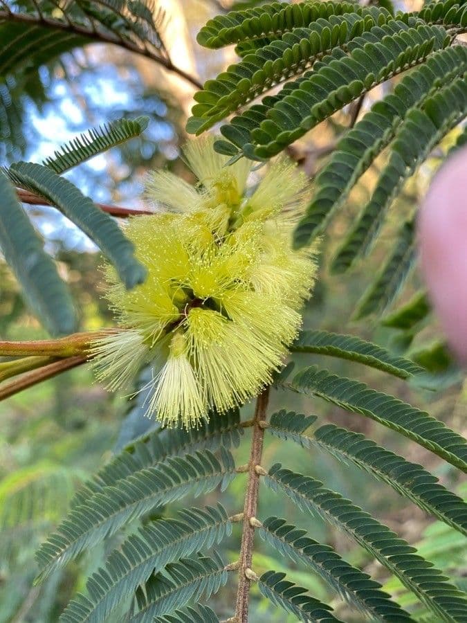 Albizia australiana 9
