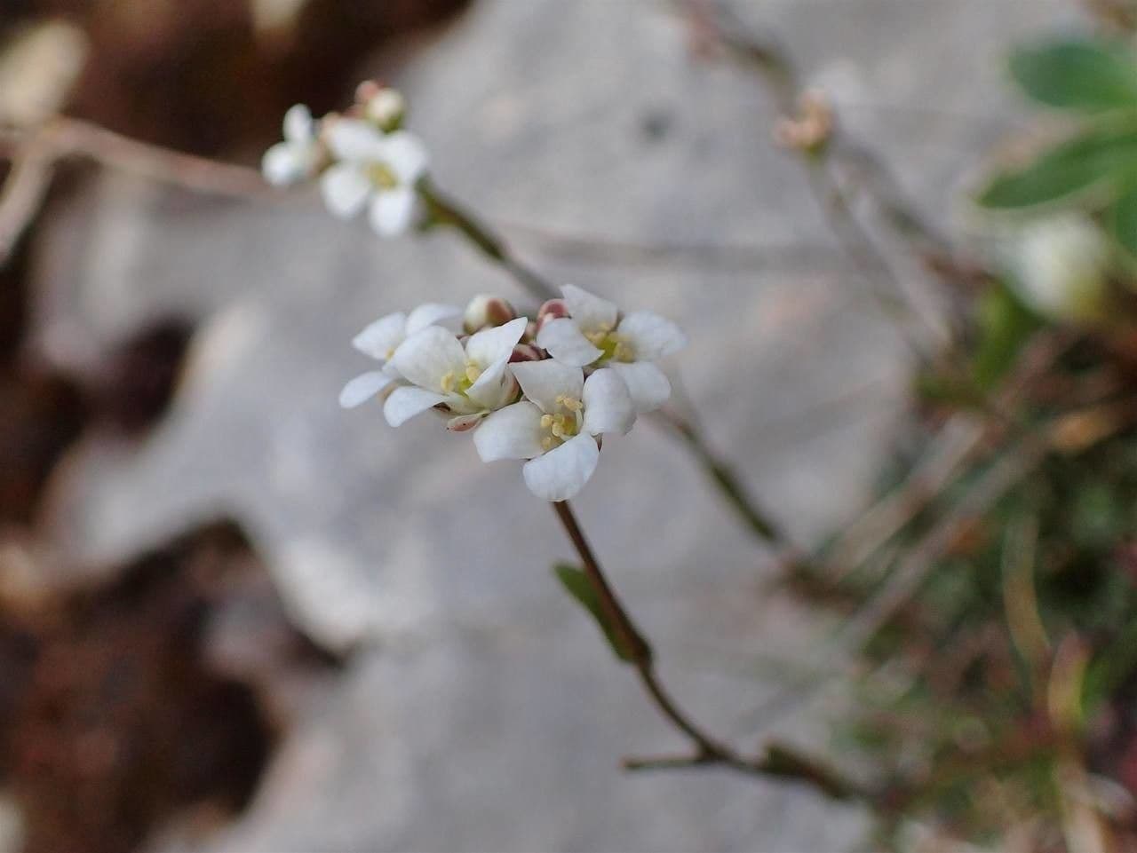 Coclearia sassifraga 14