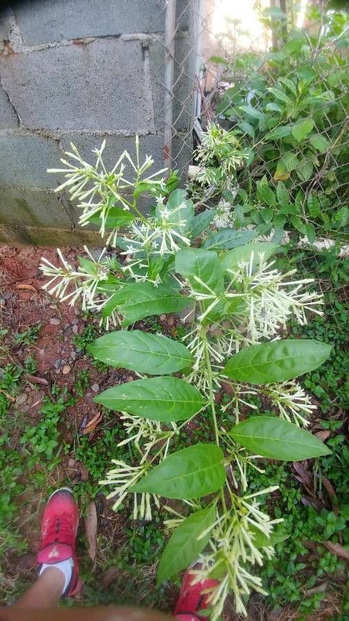 Cestrum nocturno 16