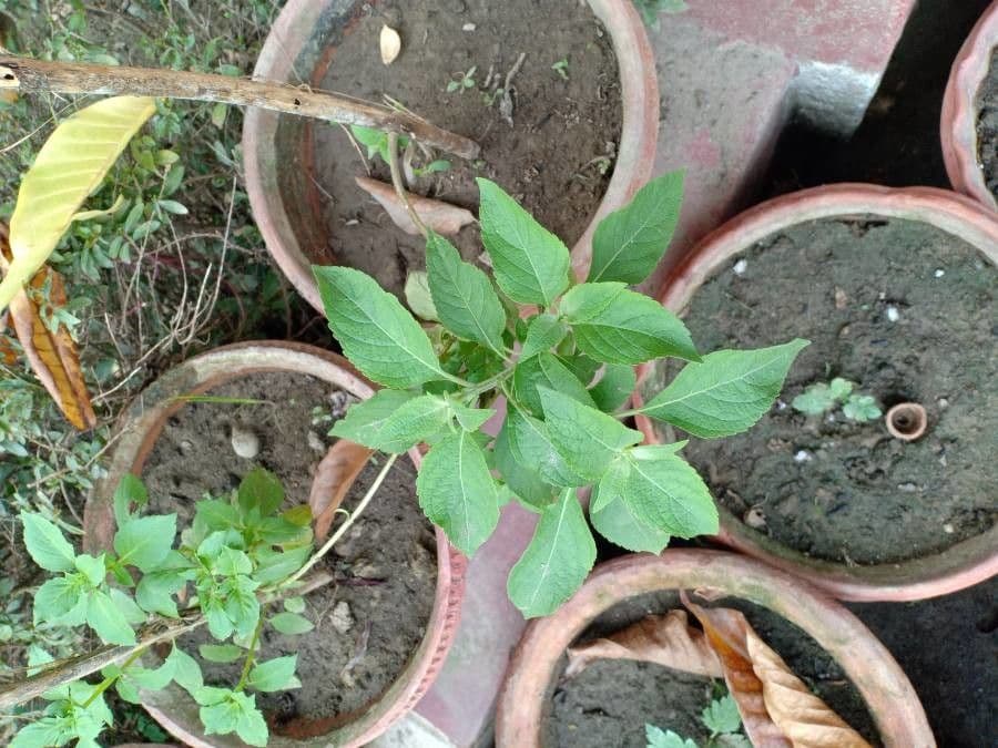 Blumea balsamifera 3