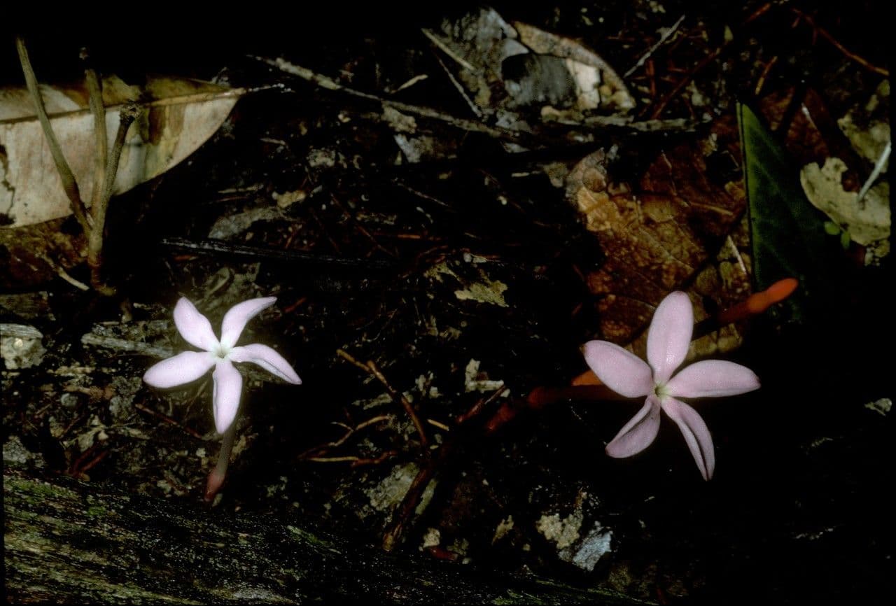 Voyria 8