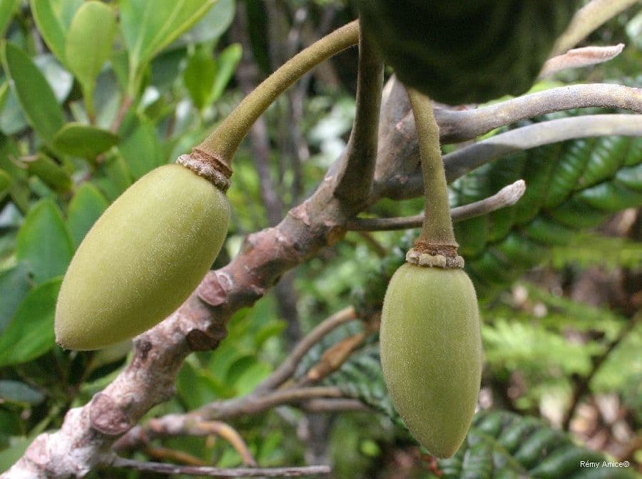 Elaeocarpus 4
