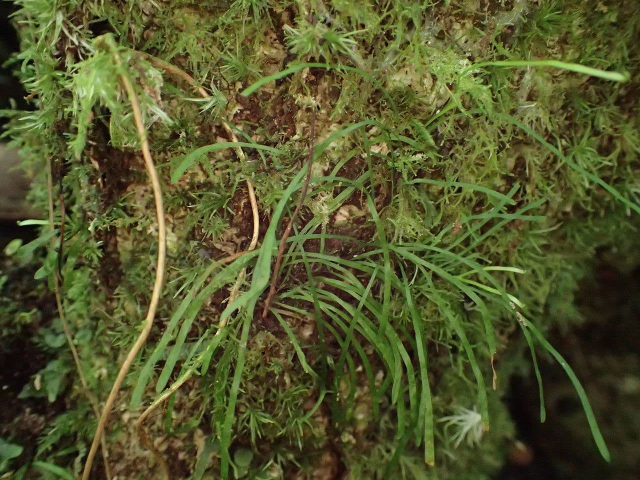 Haplopteris 5
