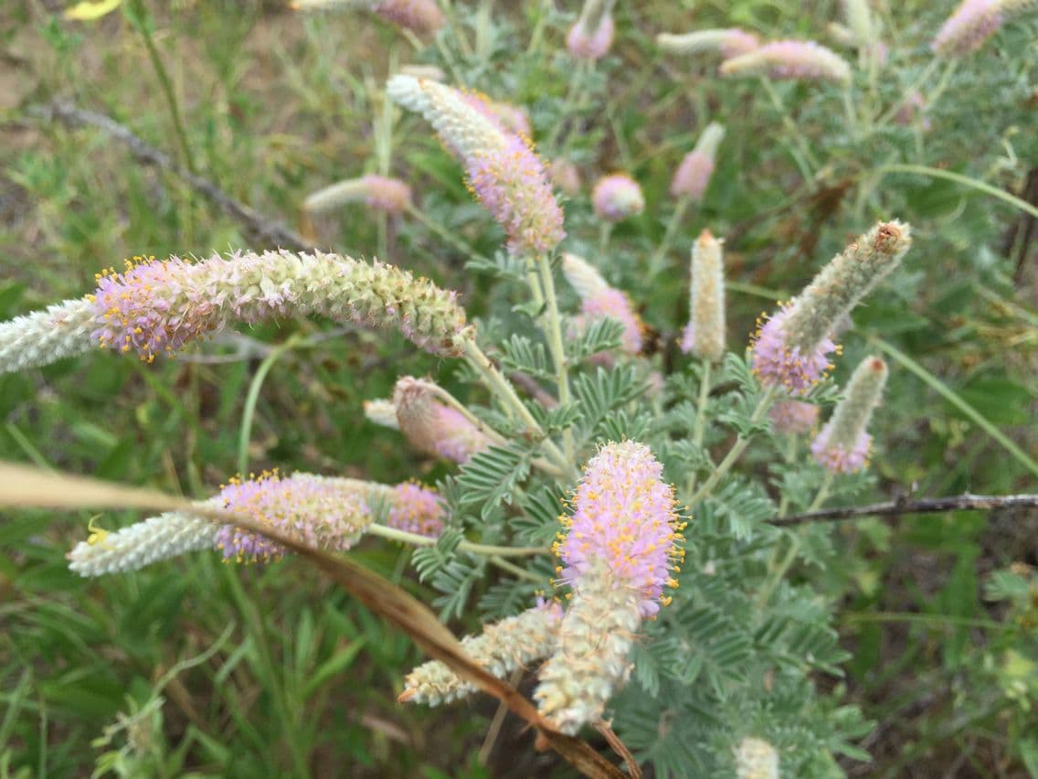 Dalea 2