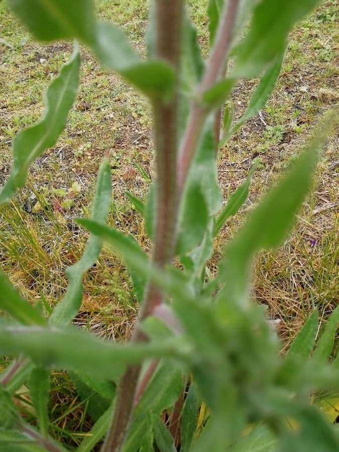 Lingua di bue officinale 27