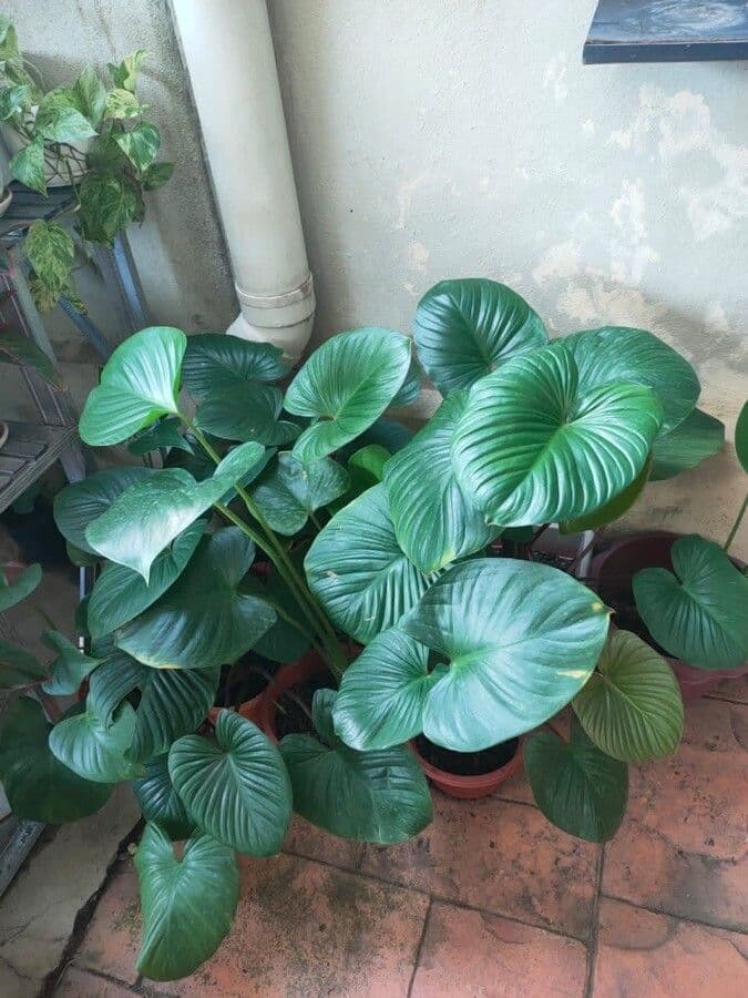 Homalomena 4