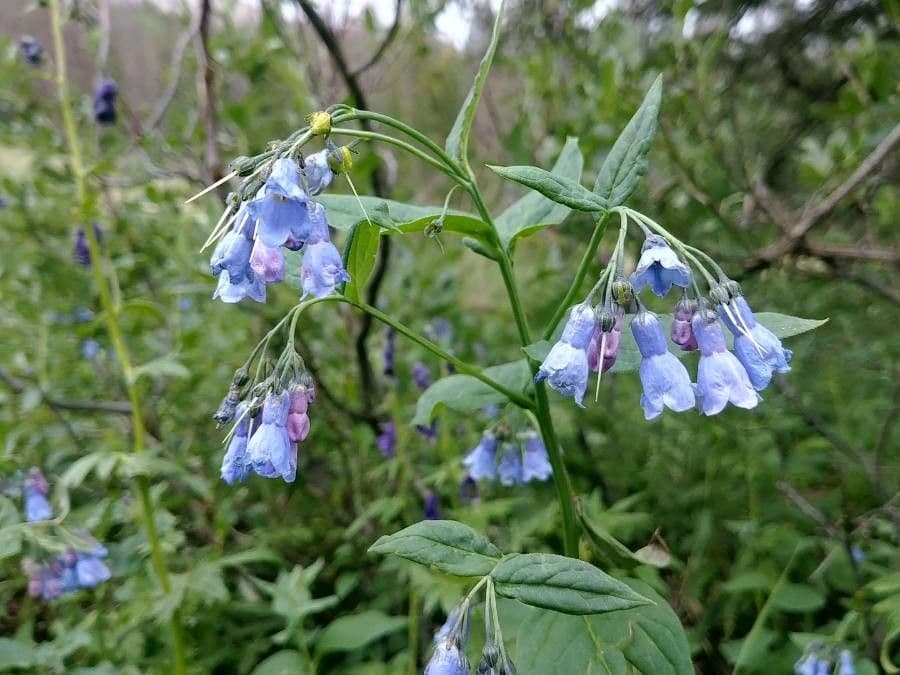 Mertensia ciliata 5