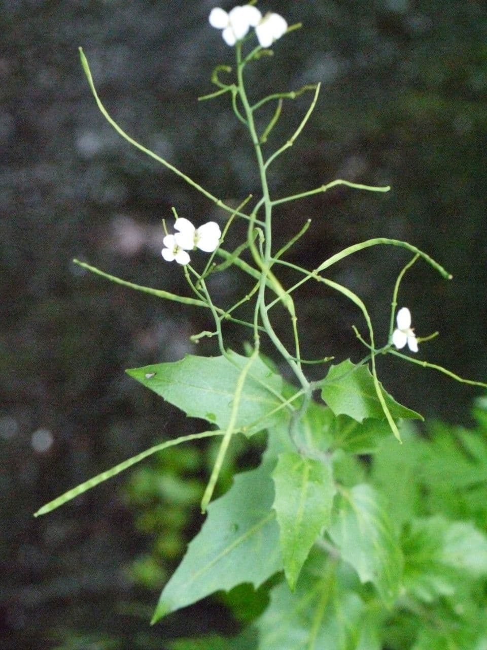 Arabidopsis cebennensis 17
