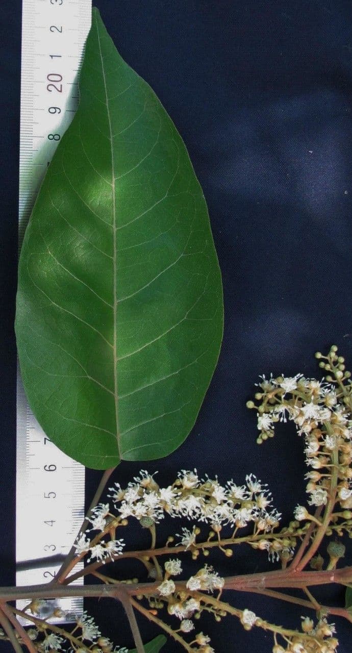Croton 5
