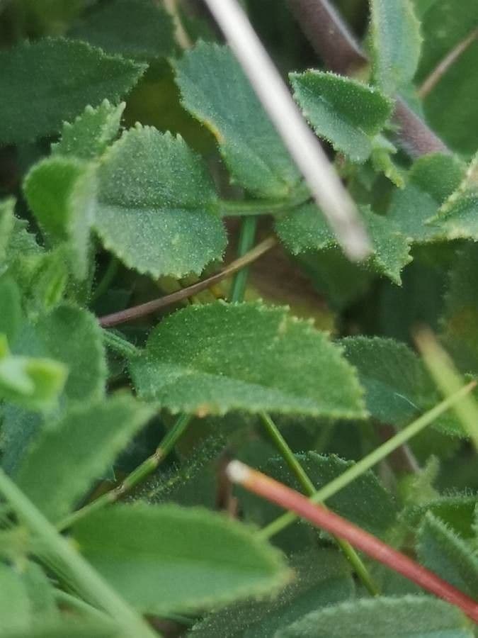 Ononis cristata 19