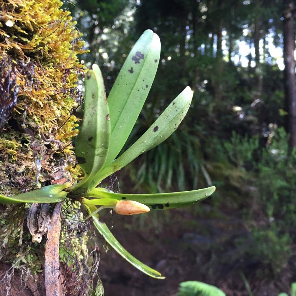 Angraecum 9