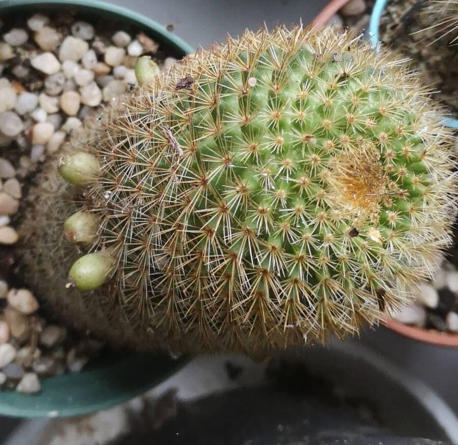 Mammillaria 5