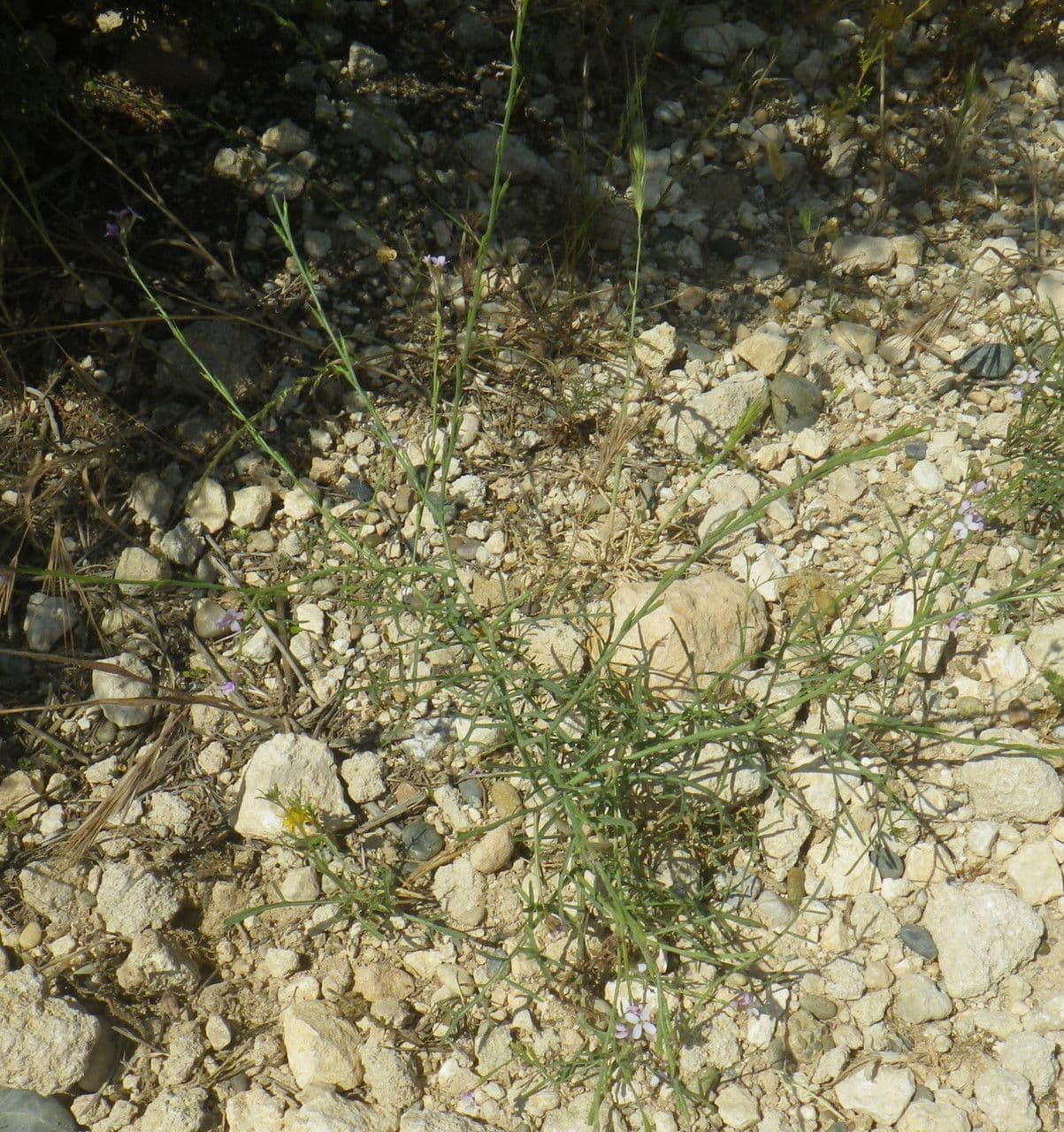 Erucaria 11