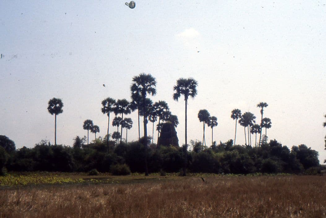 Palma cukrowa 11