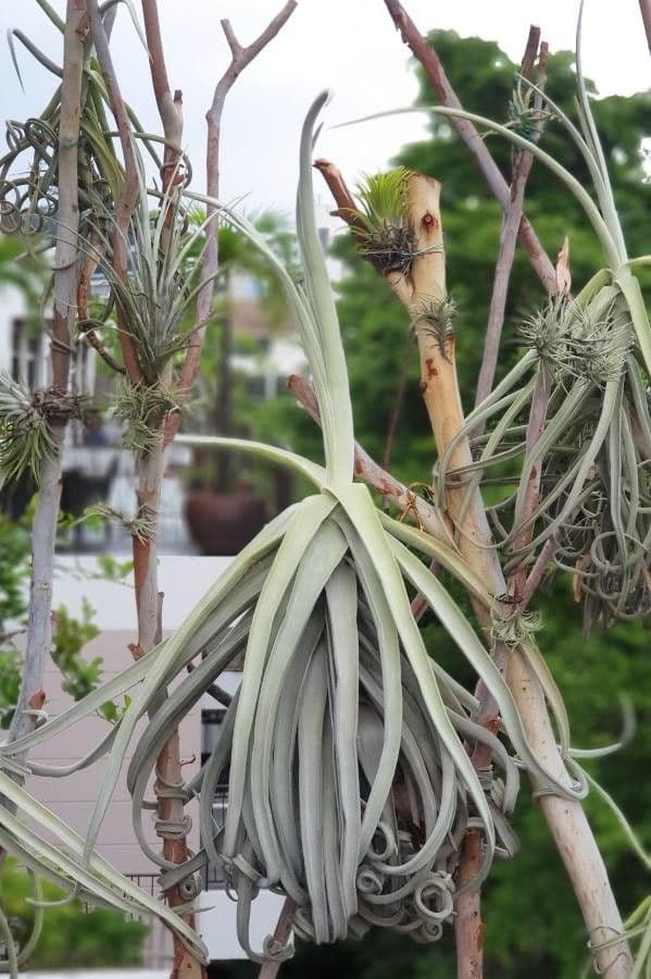 Tillandsia duratii 5