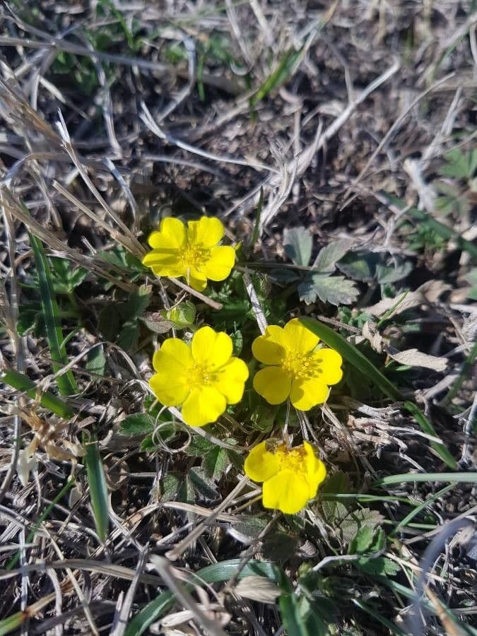 Potentilla eptafilla 6