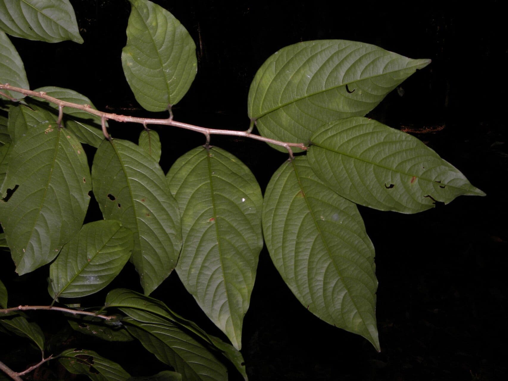 Colubrina 6