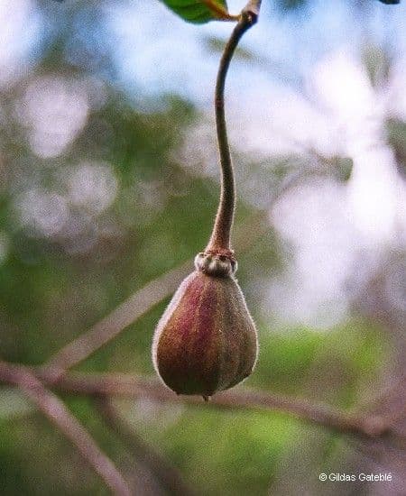 Dubouzetia