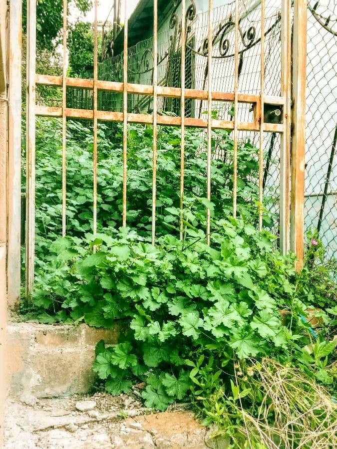 Malva selvatica 15