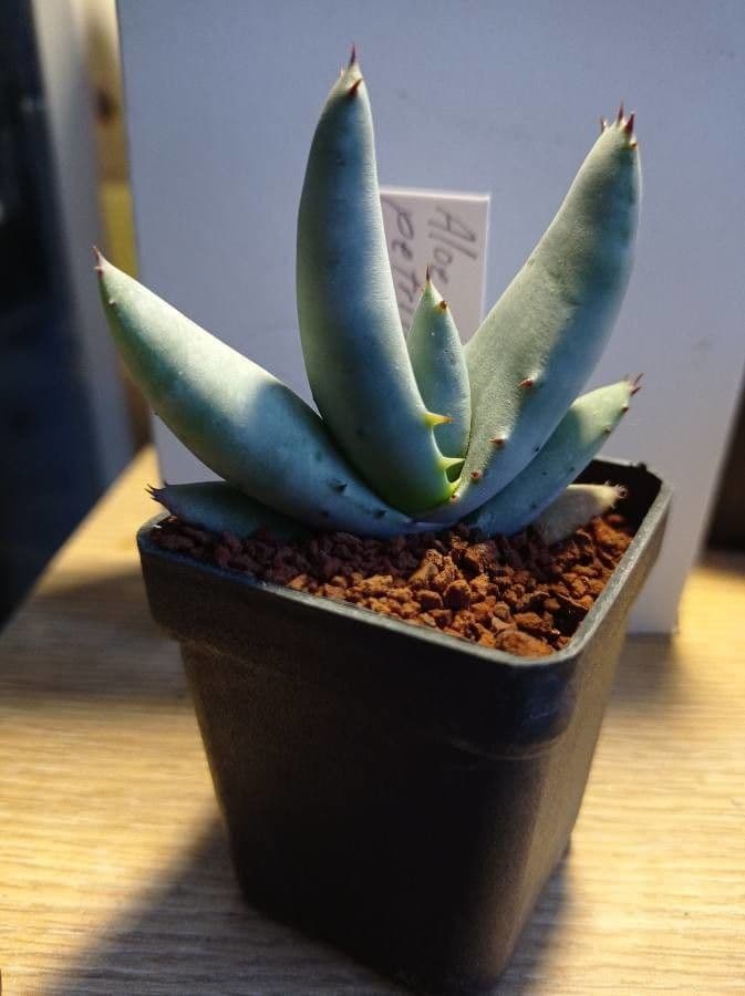Aloe