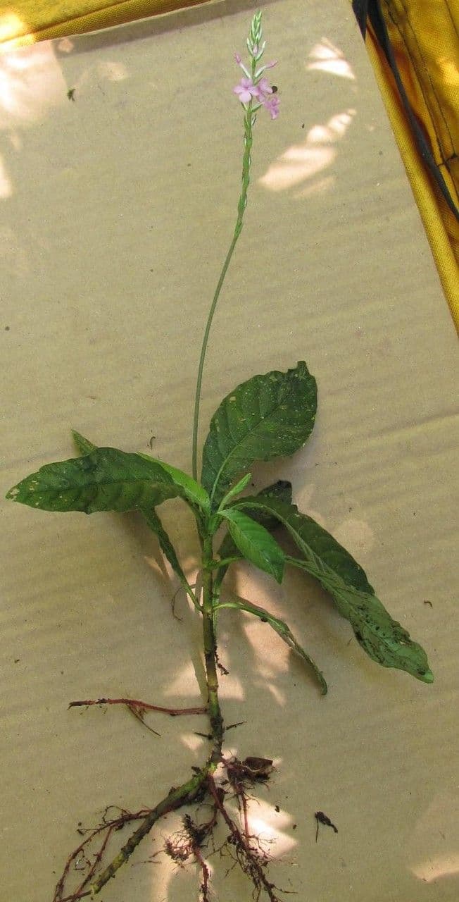 Aphelandra 6